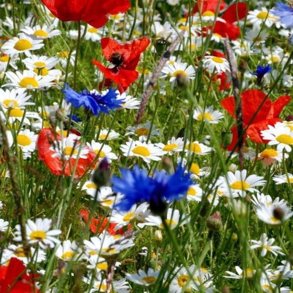 Meet your Posher, Jola - Picture 5 of 5